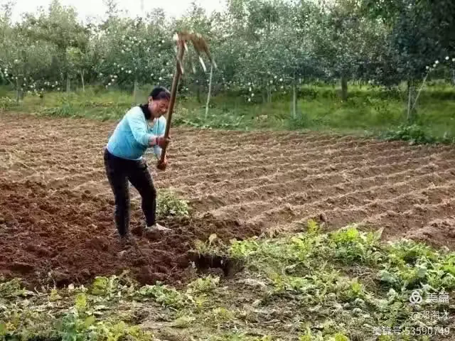 【现代诗】捧一把故乡的泥土